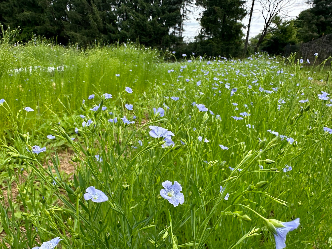 flax seed plant in india Linore Flax – Truelove Seeds