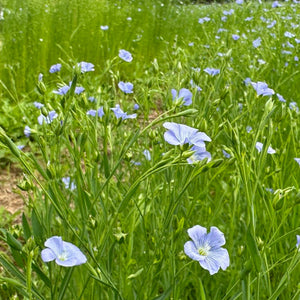 Linore Flax – Truelove Seeds