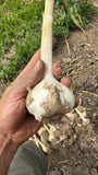 Moghadam Marbled Purple Stripe Garlic Bulbs