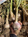 Moghadam Rocambole Garlic Bulbs