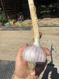 Moghadam Marbled Purple Stripe Garlic Bulbs
