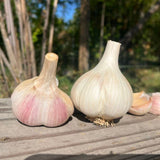 Moghadam Marbled Purple Stripe Garlic Bulbs