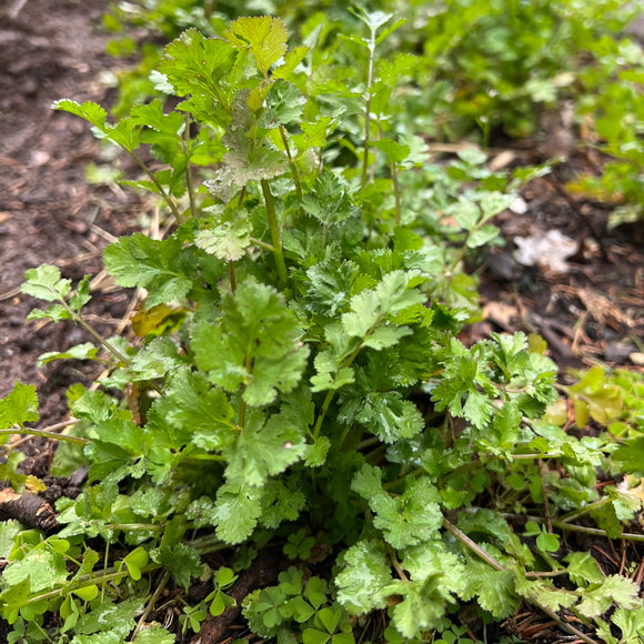 Cilantro Macho