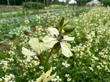 Jarjir (Palestinian Arugula)