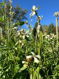 Jarjir (Palestinian Arugula)