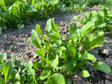 Jarjir (Palestinian Arugula)