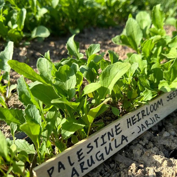 Jarjir (Palestinian Arugula)