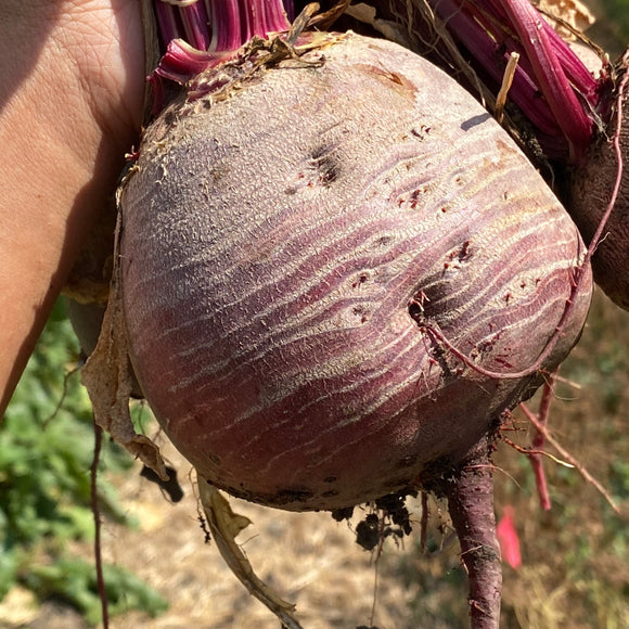 Laboo (Iranian Beet)