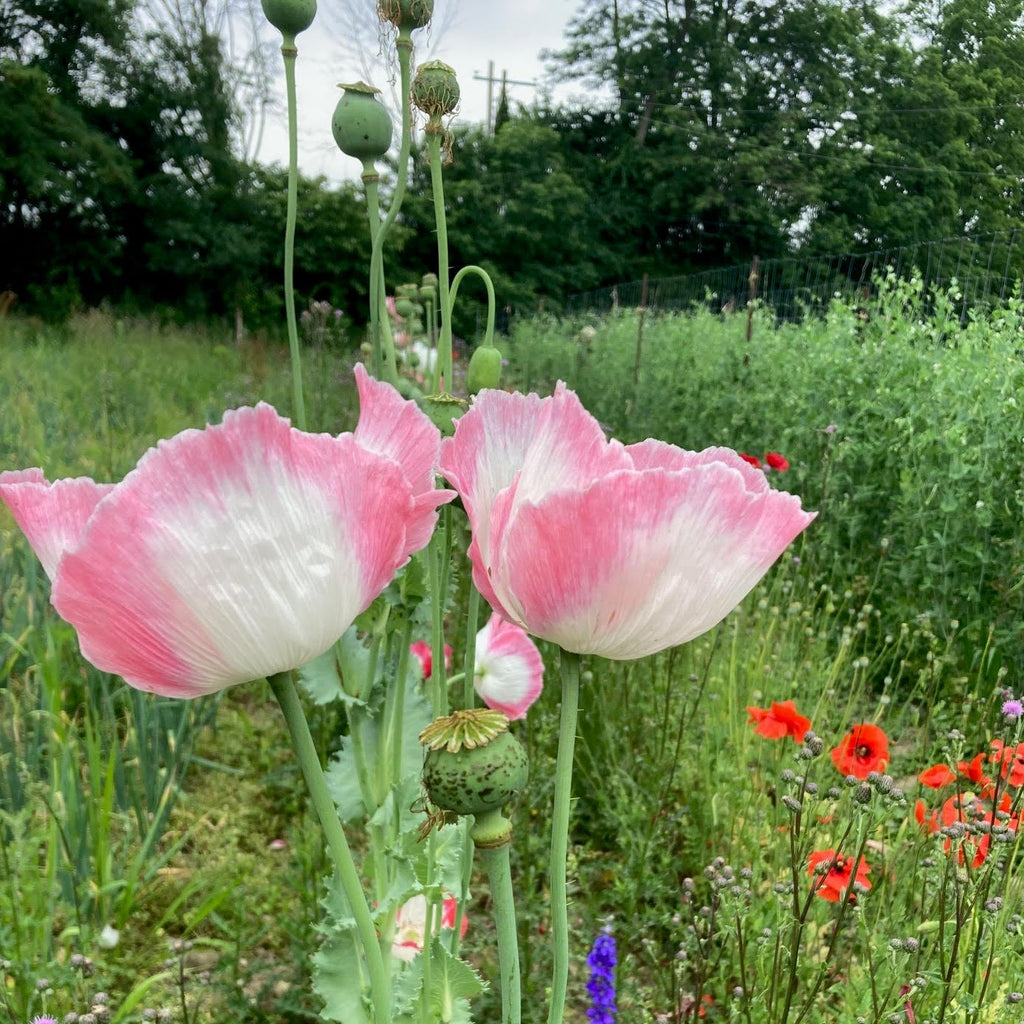 Liz's Tall Pink Poppies – Truelove Seeds