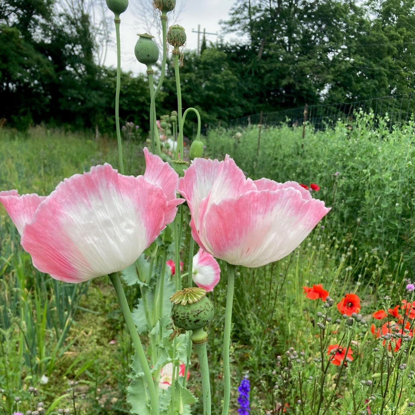 Liz's Tall Pink Poppies – Truelove Seeds