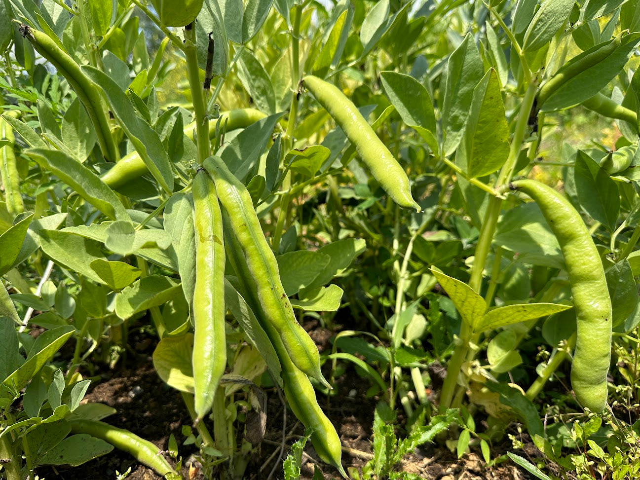 fava beans seeds for planting Precoce Mora Fava – Truelove Seeds