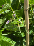 Pache Baghala (Gilani Bush Bean)