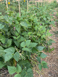 Pache Baghala (Gilani Bush Bean)