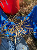 Pache Baghala (Gilani Bush Bean)