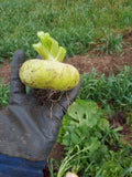 Platte Witte Mei (Flat White May) Turnip