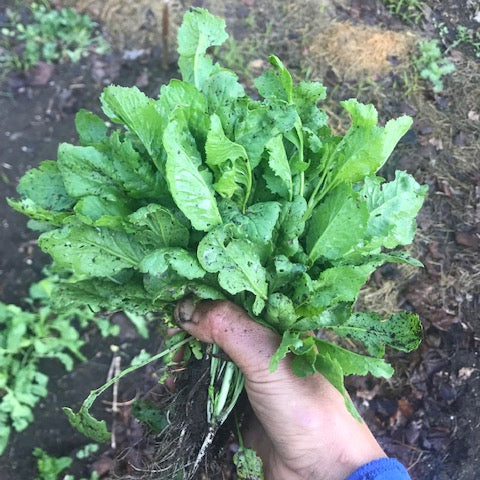 Shahi (Iranian Cress)