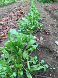 Shahi (Iranian Cress)