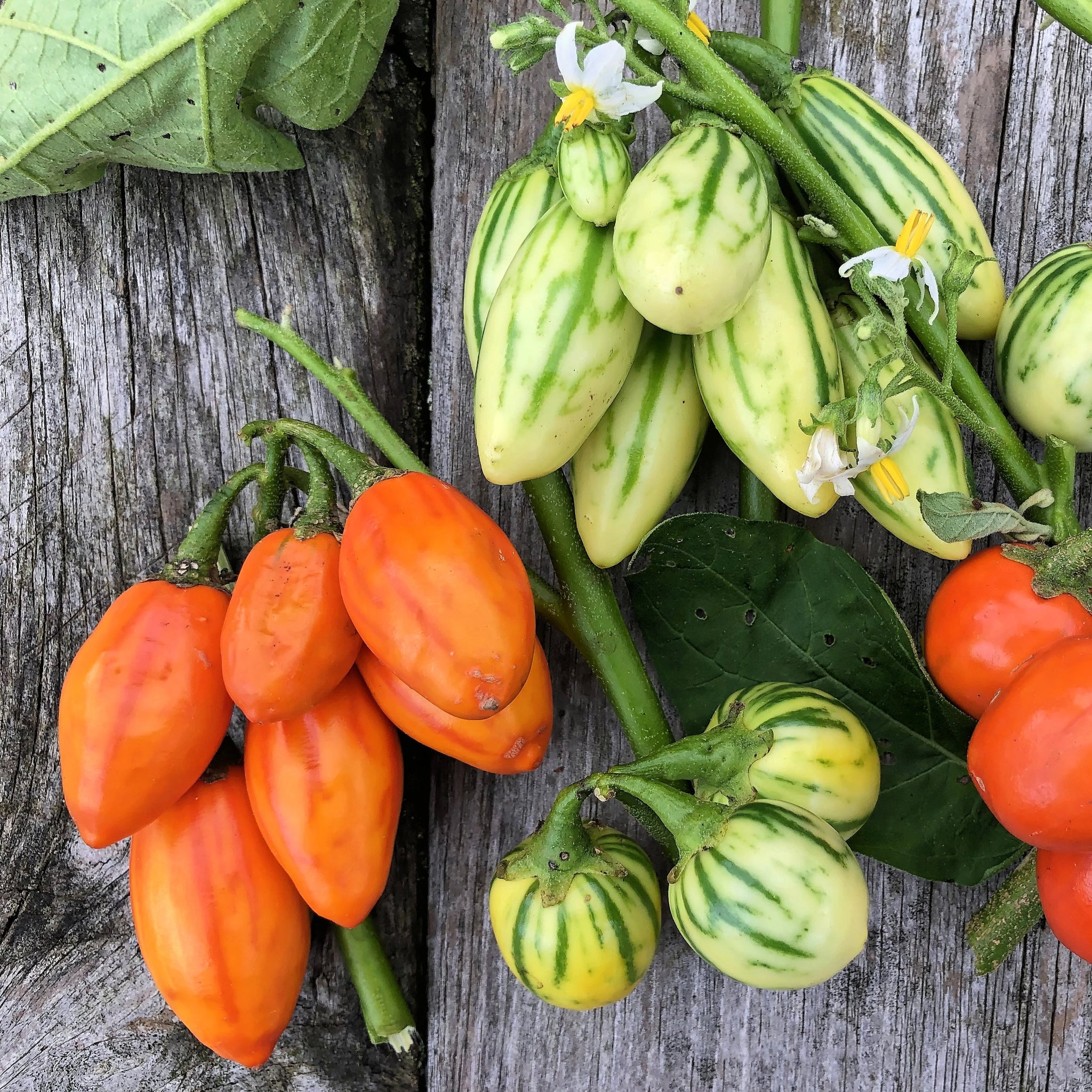 determina garden 200pcs rare eggplant seeds garden plants organi Striped Garden Egg (Striped Toga Eggplant) – Truelove Seeds