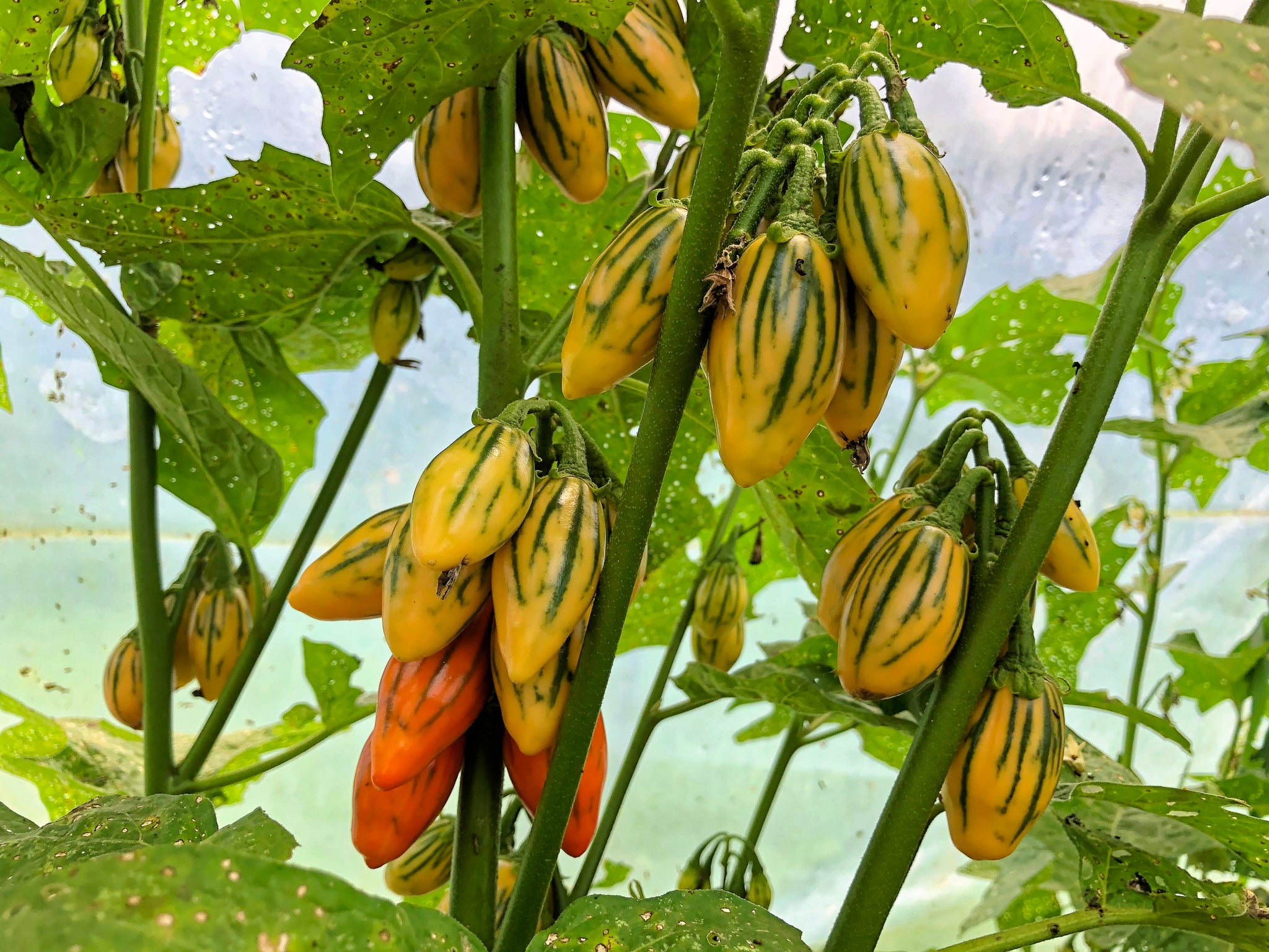 african garden egg seeds Striped Garden Egg (Striped Toga Eggplant) – Truelove Seeds