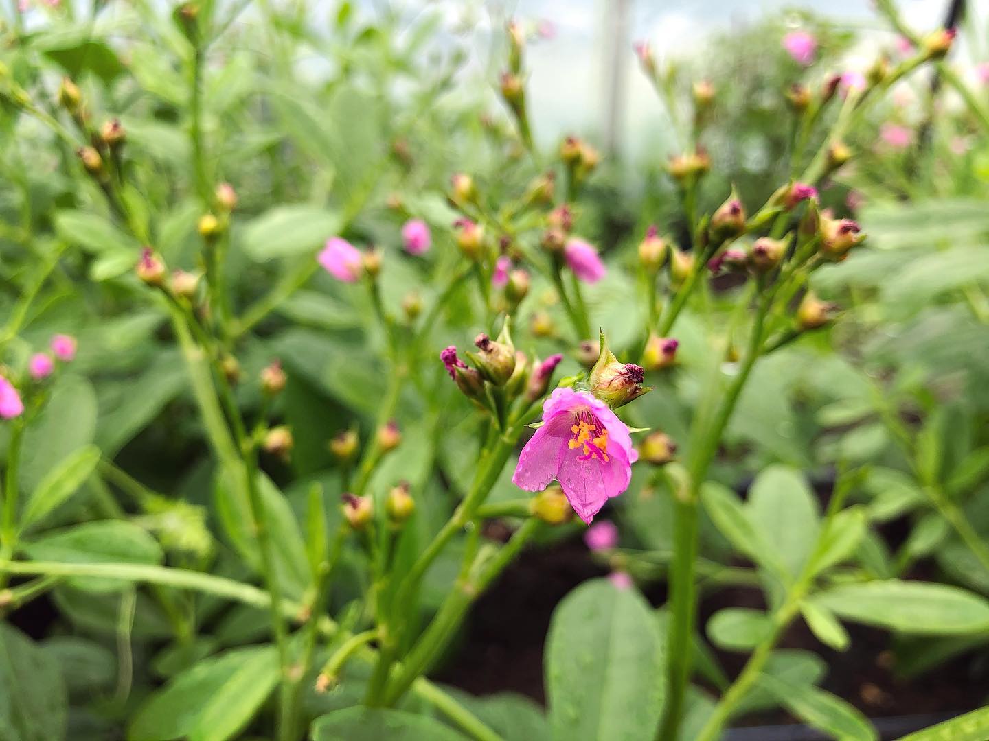 Gbure Waterleaf (Efo Gbure) – Truelove Seeds