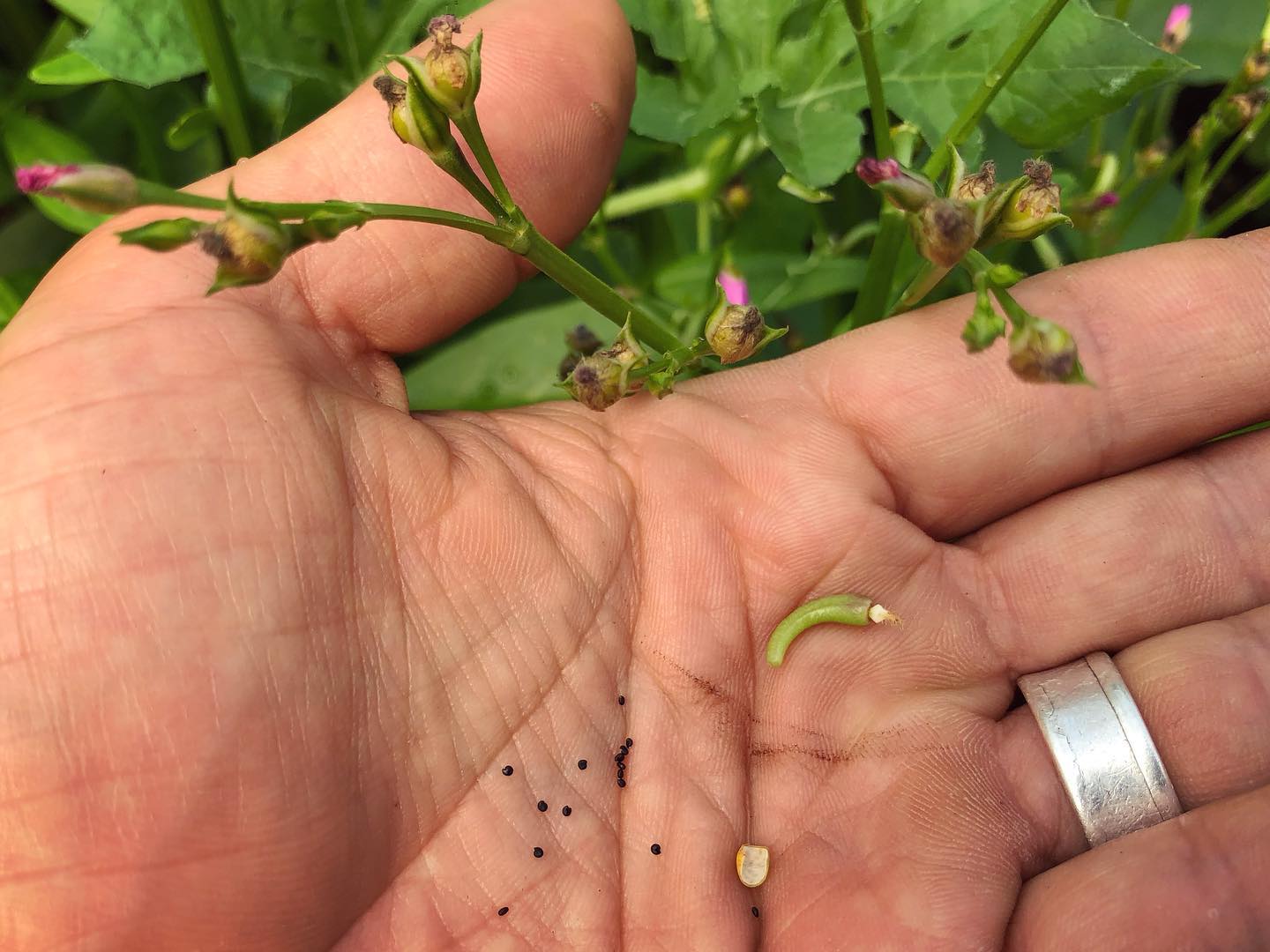 Gbure Waterleaf (Efo Gbure) – Truelove Seeds