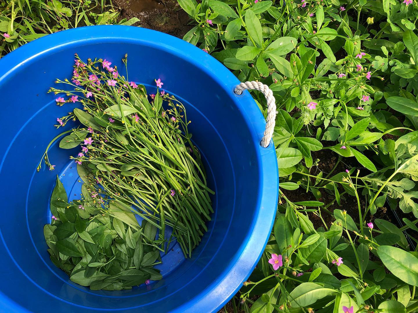 Gbure Waterleaf (Efo Gbure) – Truelove Seeds