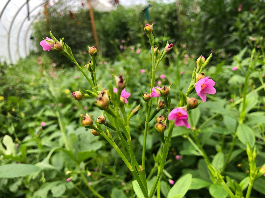 Gbure Waterleaf (Efo Gbure) – Truelove Seeds