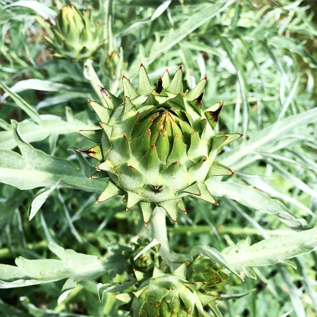 Cardoon – Truelove Seeds