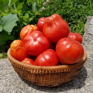 Canestrino di Lucca Tomato