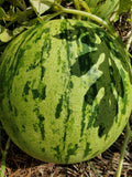 Osh Kirgizia Watermelon