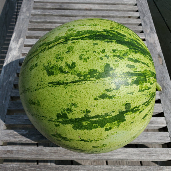 パンゲア　Watermelon 8oz(228g) Pangea Gecko Diet - Watermelon Variety (8oz) – Animart Pet