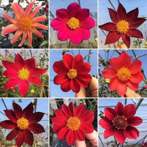 Cocoxochitl Chingonxs: A Dahlia Diva Mix (Seeds) – Truelove Seeds