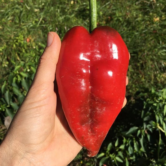Ancho Rojo Pepper
