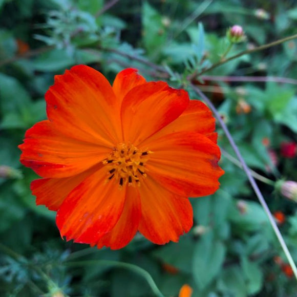 orange cosmos flower seeds Orange Cosmos