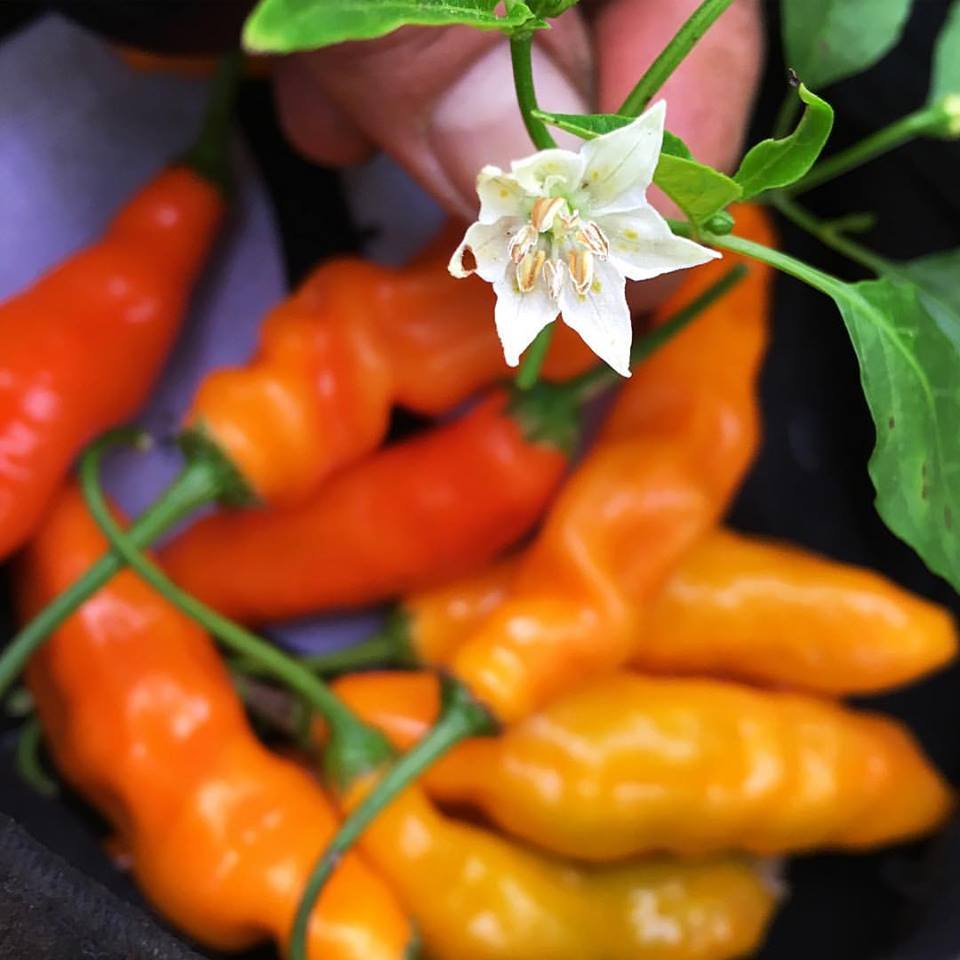 Ají Amarillo (Peruvian Chile) – Truelove Seeds