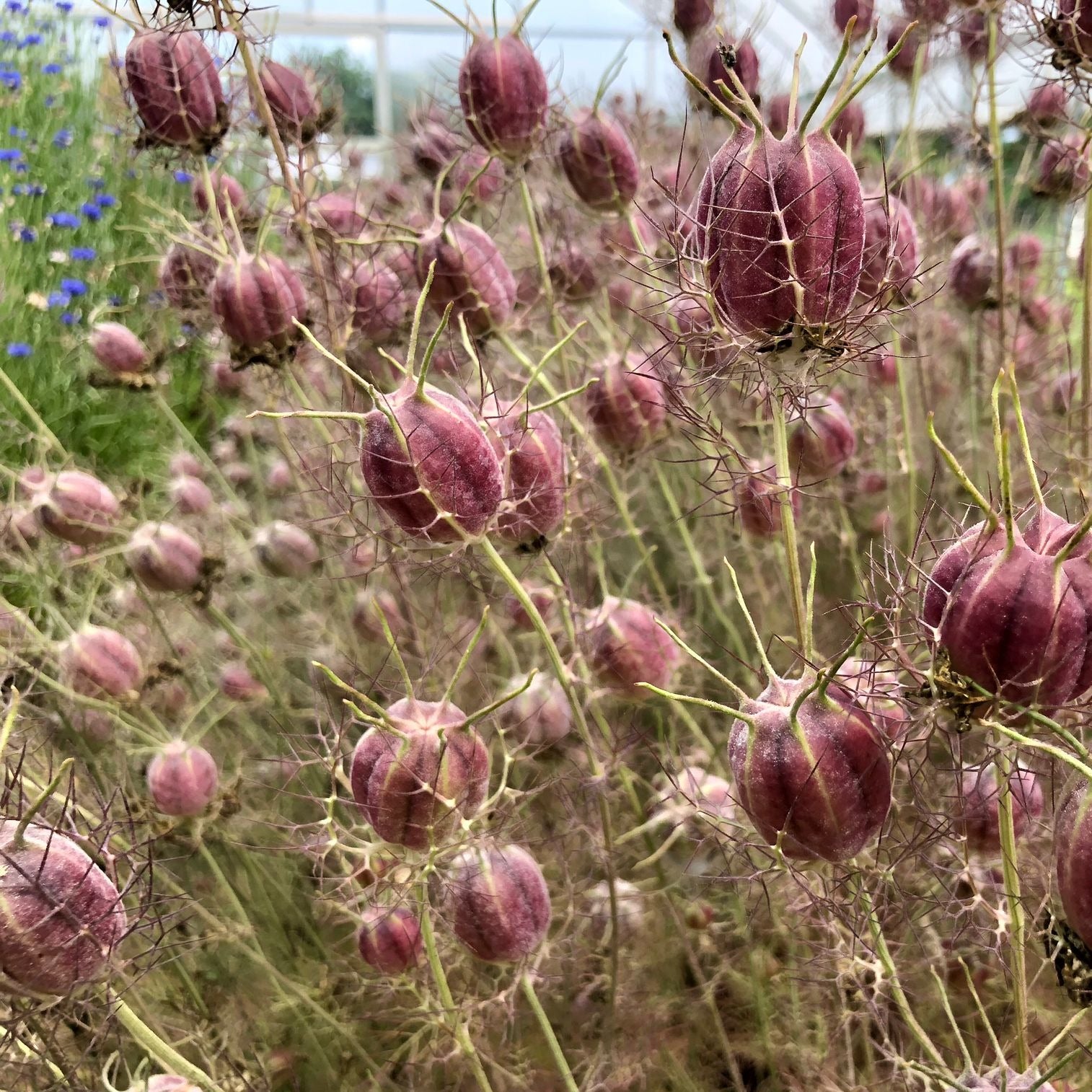 nigella plant seed pods Albion Black Pod Nigella – Truelove Seeds
