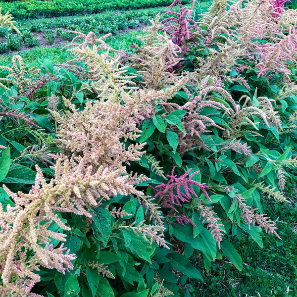 Aleho (Amaranth) – Truelove Seeds