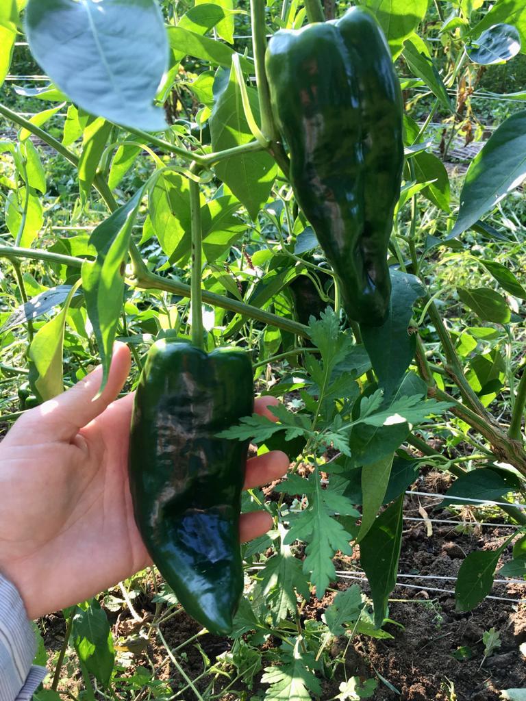 Ancho Rojo Pepper