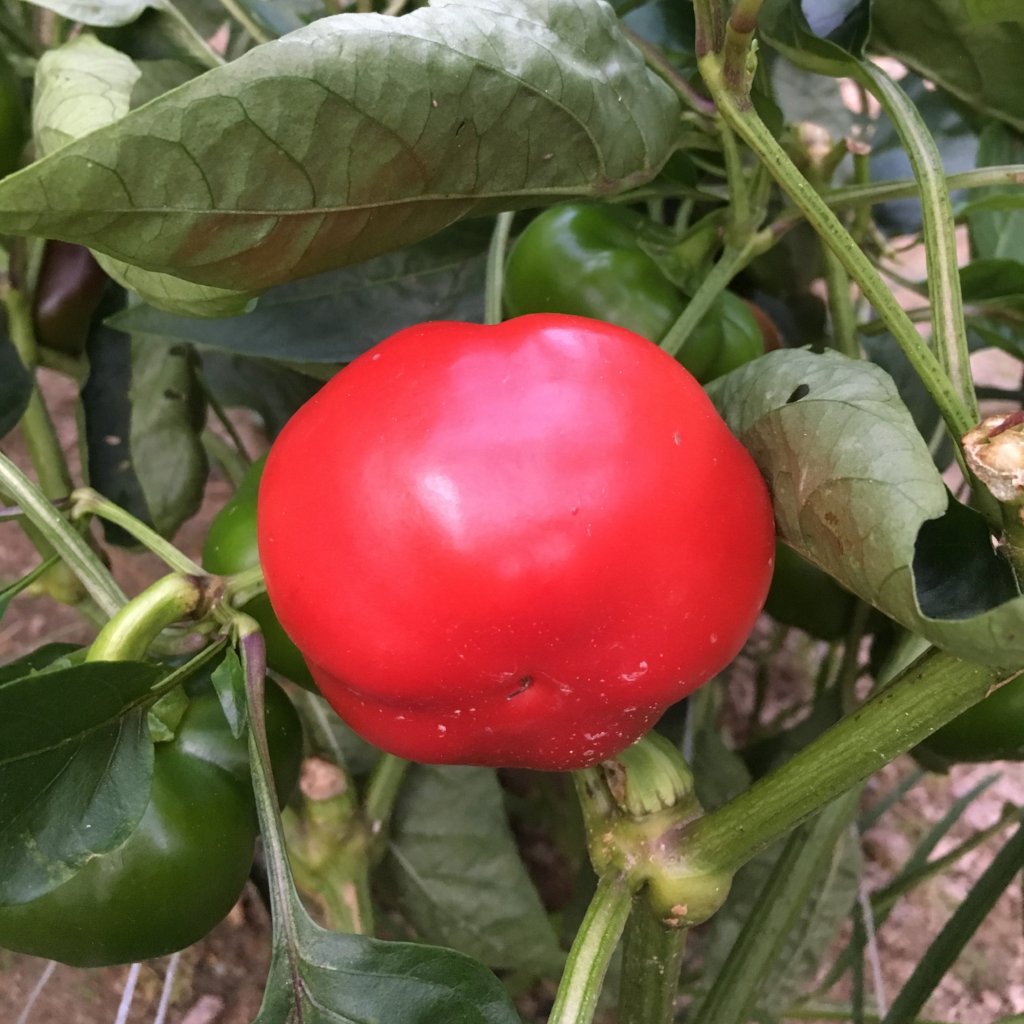 True Love Seeds Ashe County Pimento Pepper
