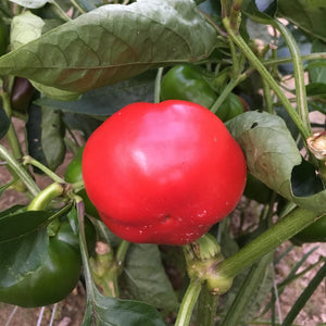 Ashe County Pimento Pepper
