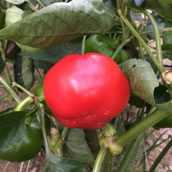 Ashe County Pimento Pepper – Truelove Seeds