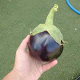 Aswad Eggplant (Iraq)