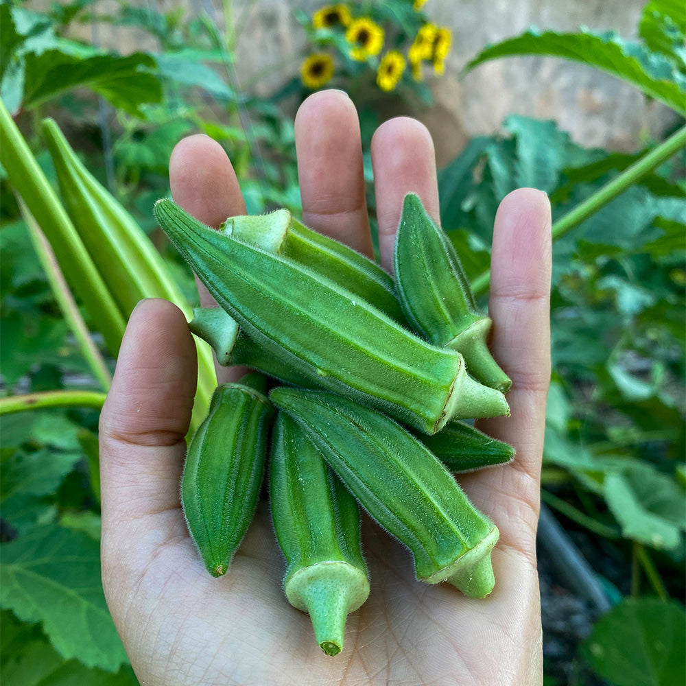 Okra Instrument Okra Plant Needs Sunlight at Wendy Hopkins blog