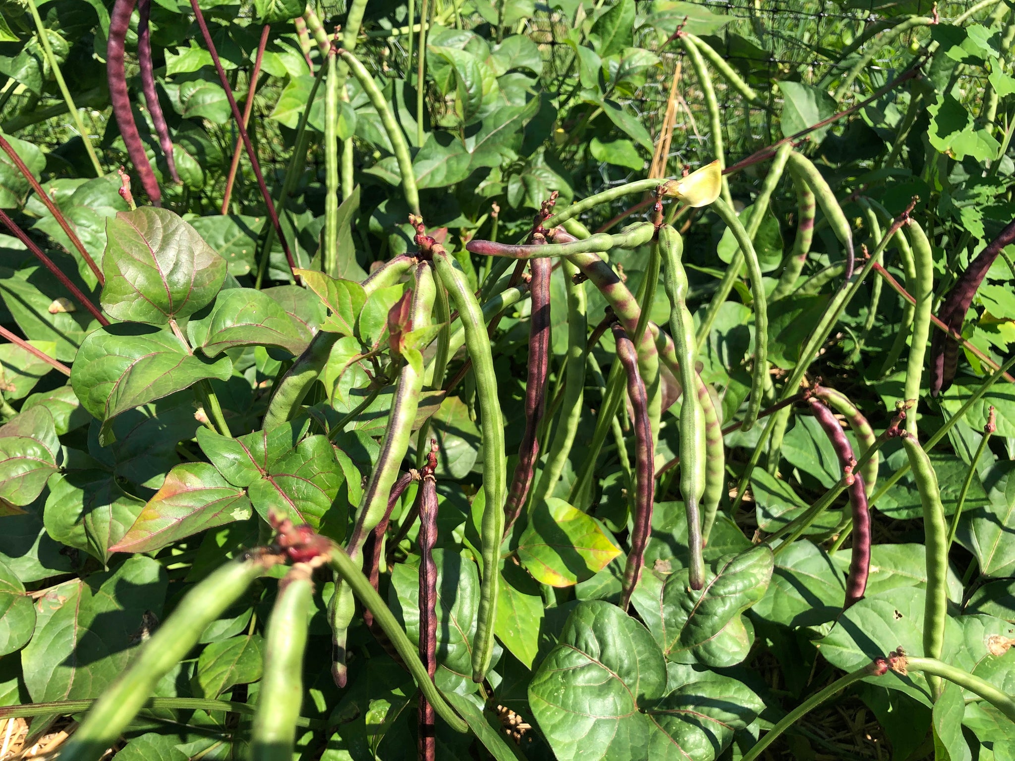 How to Grow Southern Peas (Black Eyed Peas): Expert Tips & Tricks