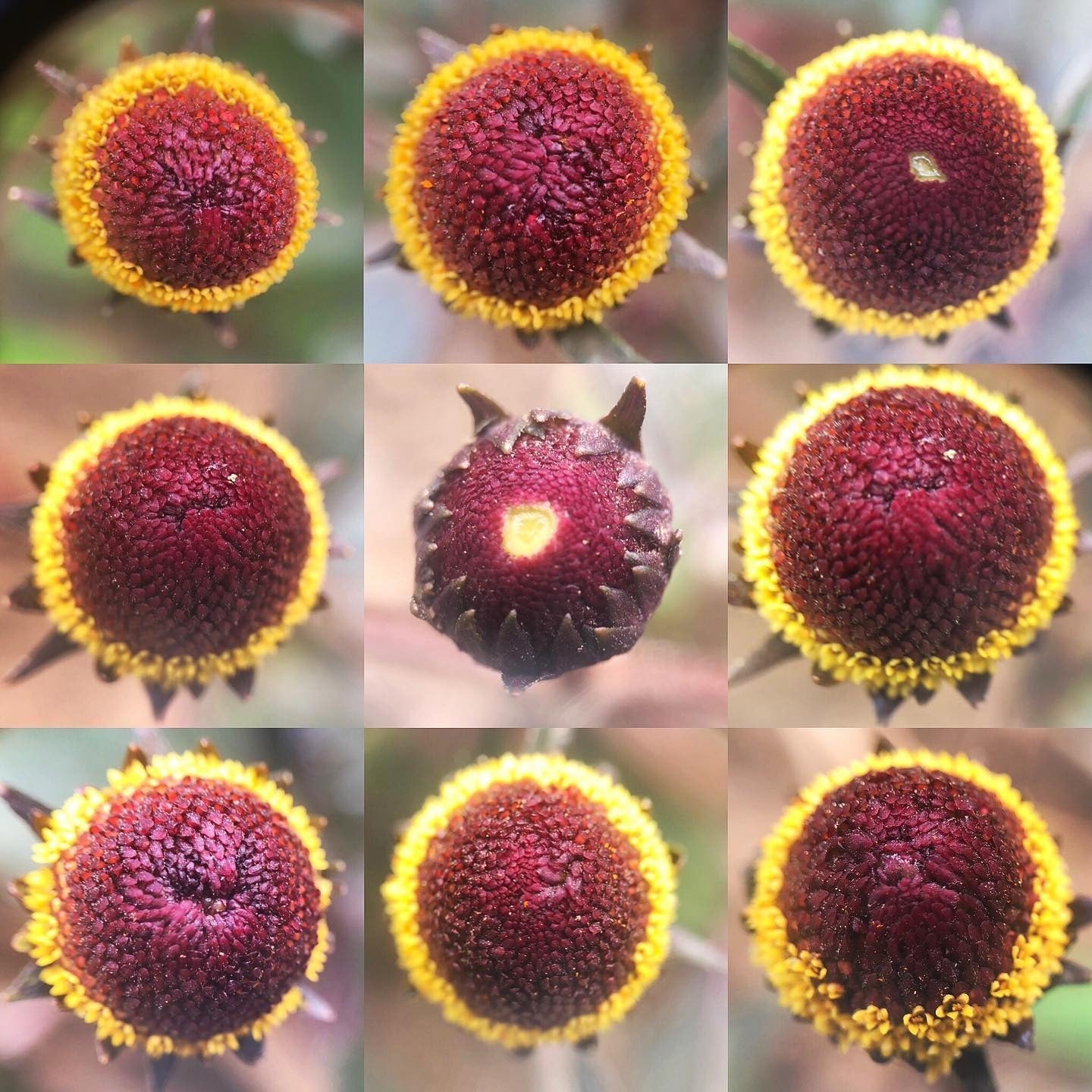 eyeball plant seeds Bullseye Spilanthes – Truelove Seeds
