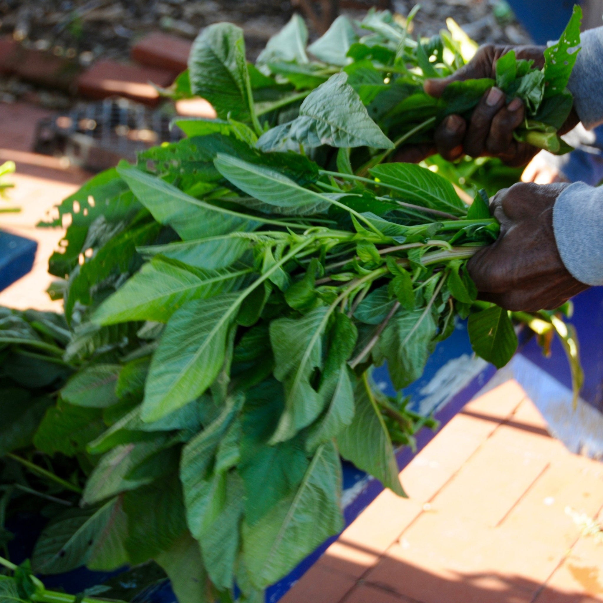 callaloo plant seeds Callaloo (Amaranth)