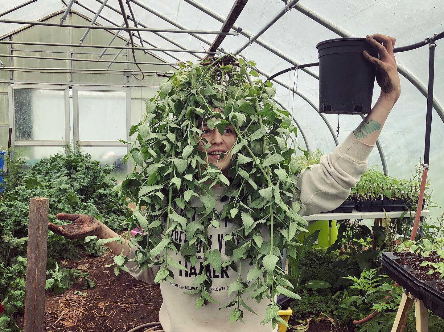 Catnip – Truelove Seeds