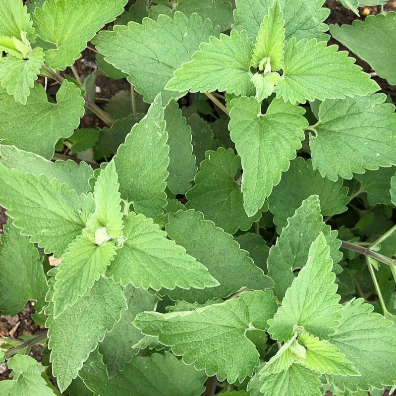 Catnip Leaf Catnip Leaf