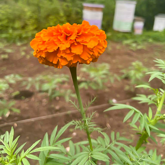 mexican marigold seeds Cempaxochitl Orange Marigold