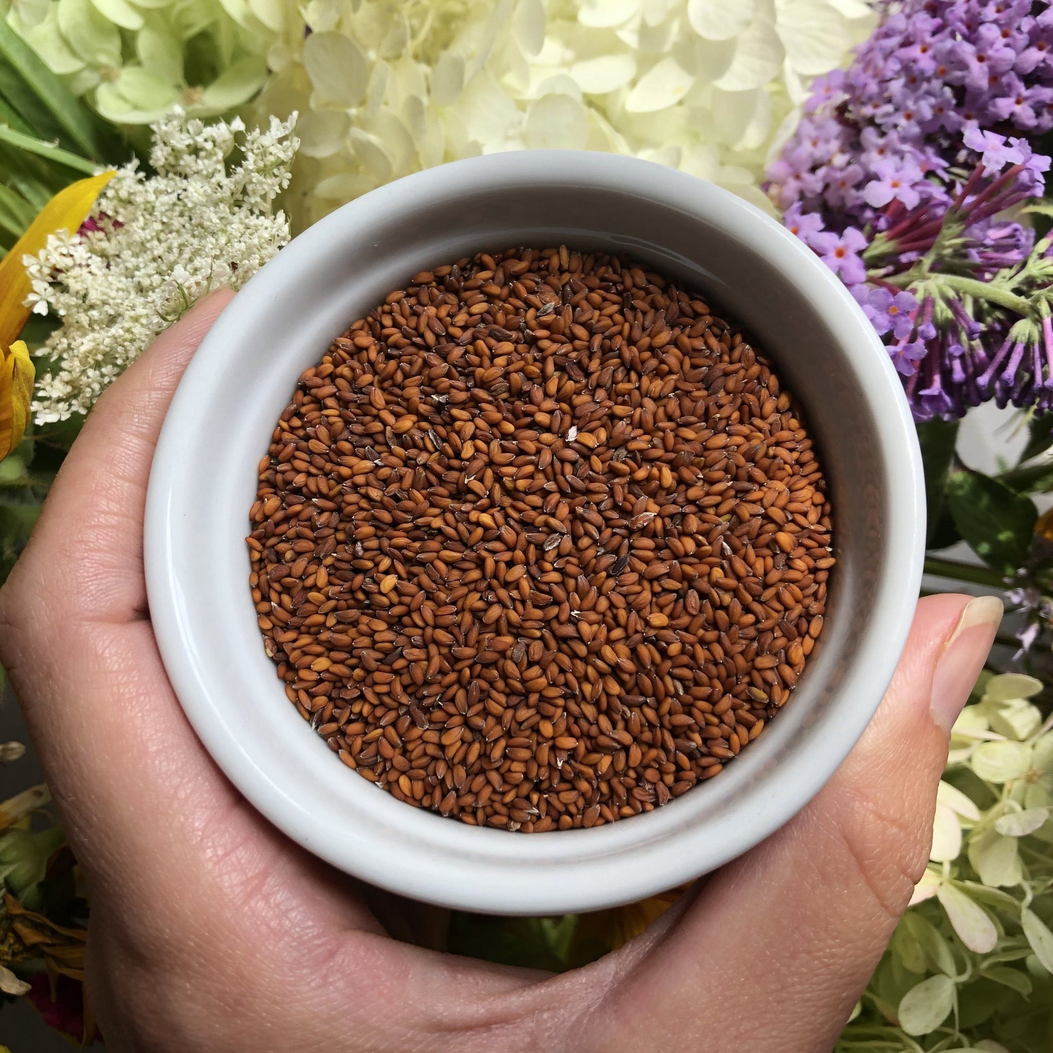 garden cress seeds other names Chamsur (Garden Cress) – Truelove Seeds
